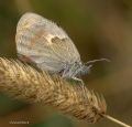 Coenonympha pamphilus